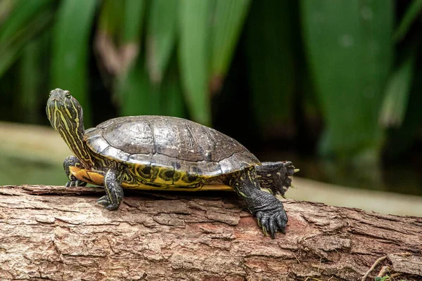 Tijgerschildpad Zonnebaden Boomstam Het Meer — Stockfoto