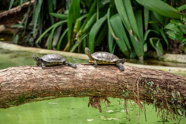 Tijgerschildpad Zonnebaden Boomstam Het Meer — Stockfoto