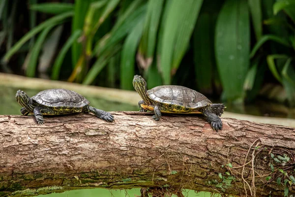 Tigerschildkröte Sonnt Sich Auf Baumstamm See — Stockfoto