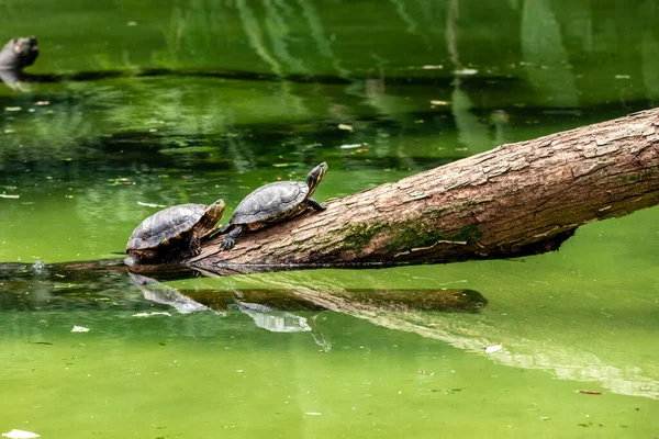 虎龟在湖中的树干上晒太阳 — 图库照片