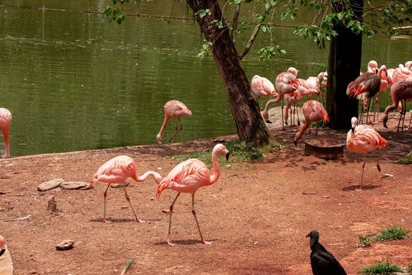 Flamingos Closeup Wonderful Colors Beautiful Birds — Stock Photo, Image