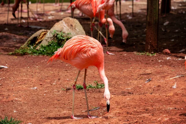 Flamingos Closeup Wonderful Colors Beautiful Birds — Stock Photo, Image