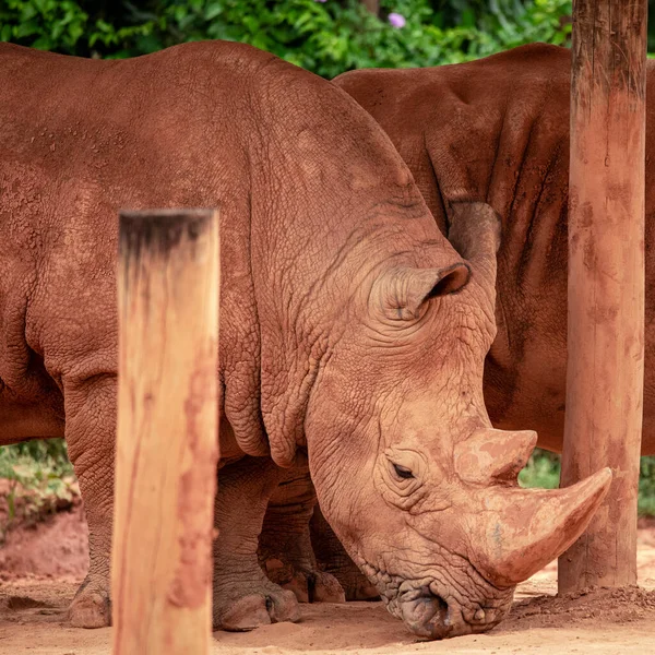 Photo Rapprochée Rhinocéros Dans Son Enclos Zoo — Photo