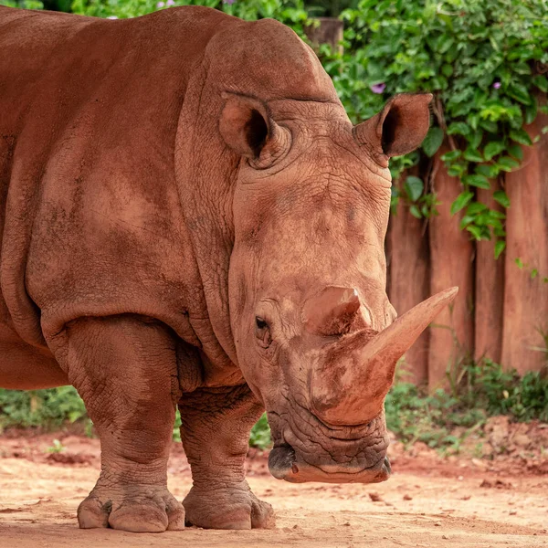 Photo Rapprochée Rhinocéros Dans Son Enclos Zoo — Photo