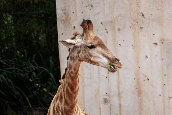 Gros Plan Sur Alimentation Des Girafes Bel Animal — Photo