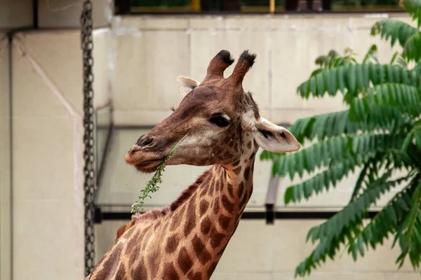 Gros Plan Sur Alimentation Des Girafes Bel Animal — Photo