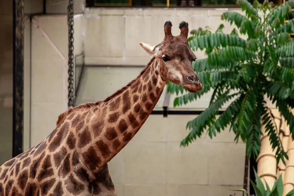 Gros Plan Sur Alimentation Des Girafes Bel Animal — Photo