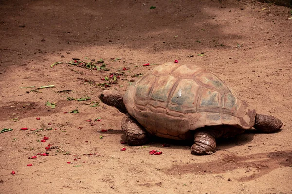 Tortuga Gigante Aldabra Comiendo Tomando Sol — Foto de Stock