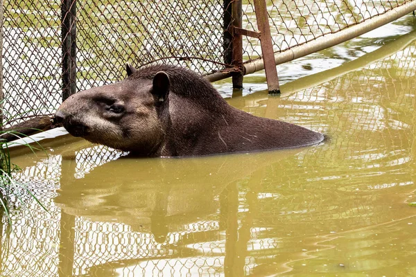 Closeup of tapir cooling off in the lake — Stock Image Closeup Tapir Cooling Lake Stock Picture