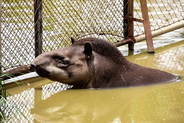 Closeup of tapir cooling off in the lake — Stock Image Closeup Tapir Cooling Lake Stock Image