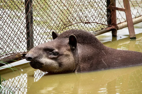 Closeup of tapir cooling off in the lake — Stock Image Closeup Tapir Cooling Lake Stock Picture