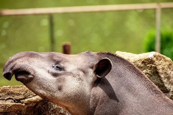 Closeup of tapir cooling off in the lake — Stock Image Closeup Tapir Cooling Lake Stock Photo