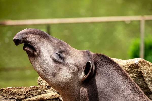 Closeup of tapir cooling off in the lake — Stock Image Closeup Tapir Cooling Lake Royalty Free Stock Images