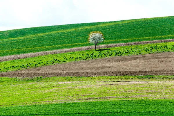 Virágzó Fehér Cseresznyefa Szántott Tavaszi Zöld Mezőben Moravia Csehország Többszínű — Stock Fotó