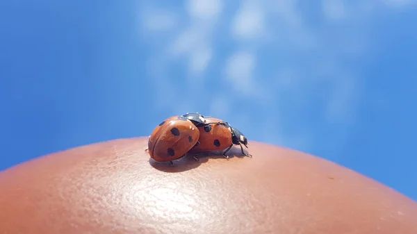 Two small ladybugs hugging each other on summer blue sky background. Macro colored horizontal summertime image.