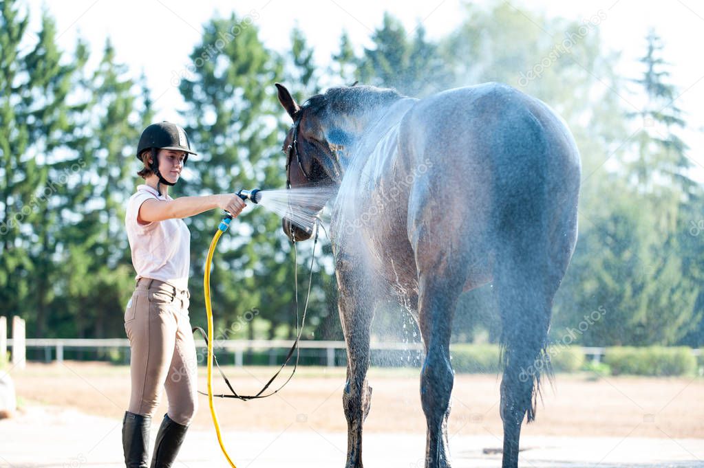 Young teenage girl equestrian washing her chestnut horse in shower. Vibrant multicolored summertime outdoors horizontal image.