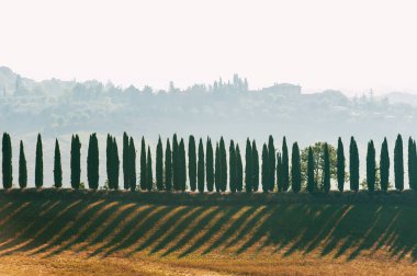 İtalyan herdem yeşil selvi muhteşem büyülü Tuscany lane. Açık havada resim yatay sonbahar sezonu renkli.
