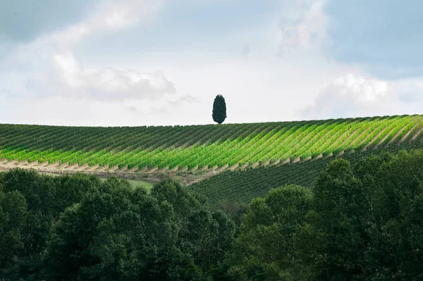 Spektakuläre Magische Toskanische Weinberge Tälern Mit Immergrünen Italienischen Zypressen Draußen — Stockfoto