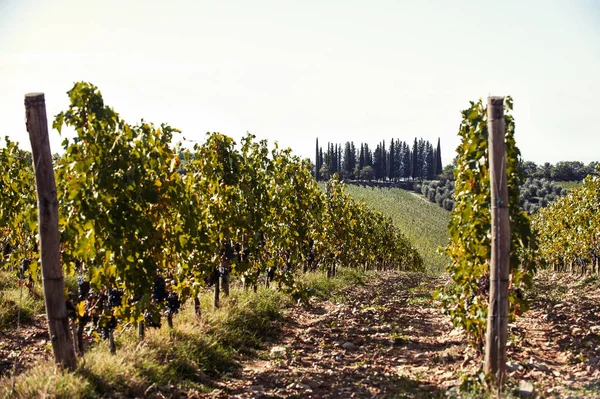 Herbstliche Landschaft Der Weinbergtäler Italienische Region Toskana Farbig Lebendiges Horizontal — Stockfoto