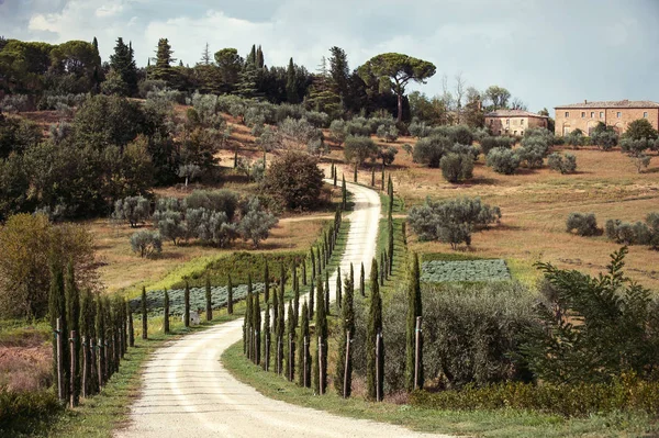 Spektakularny magiczny Toskania pasa włoskiego wiecznie zielone cyprys — Zdjęcie stockowe
