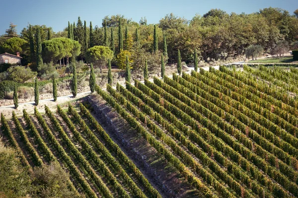 Spektakuläre Aussicht mit italienischen Weinfeldern im Herbst in der Toskana — Stockfoto