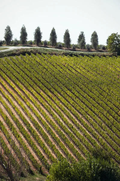 Espectacular vista con campos de viñedos italianos de otoño en Toscana —  Fotos de Stock