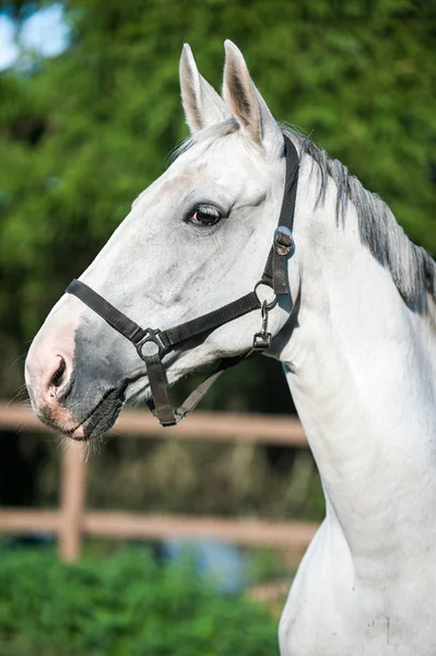 Thoroughbred gray horse portrait on green leaves background