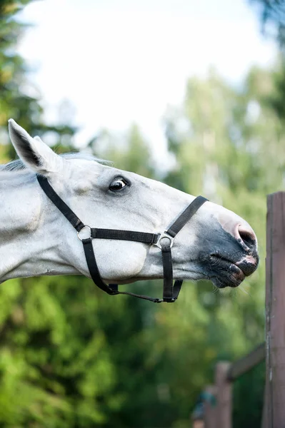 Retrato de cavalo cinza gracioso curiosamente chegando — Fotografia de Stock