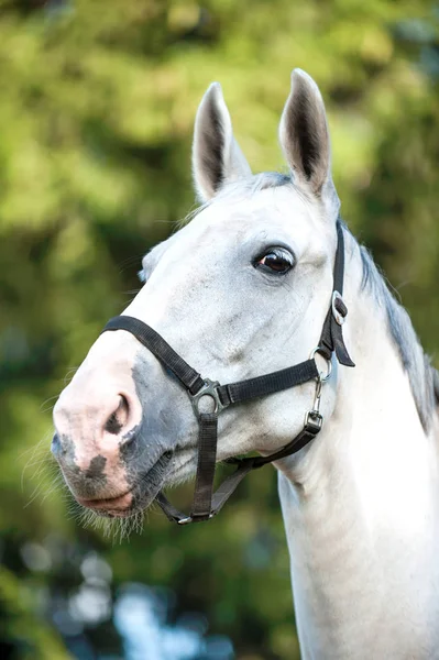 Retrato de cavalo cinza gracioso retrato em folhas verdes backgro — Fotografia de Stock