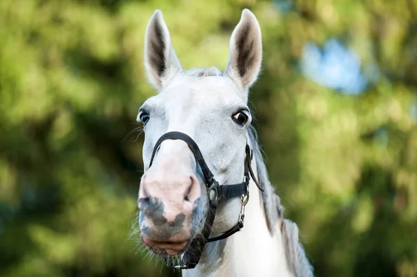 Портрет изящного серого коня на зеленых листьях бэкгро — стоковое фото