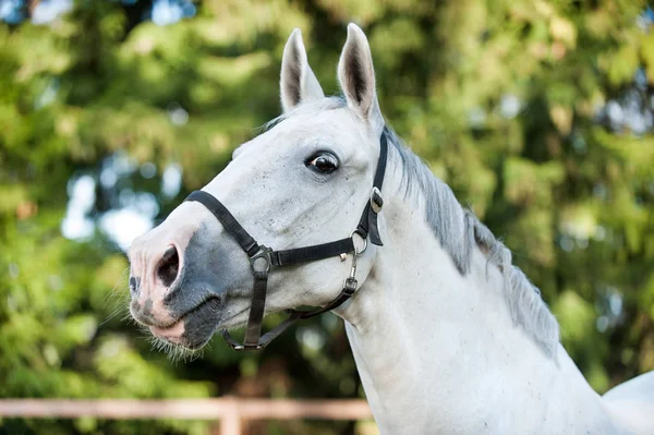 Portret van de sierlijke grijze paard portret op groene bladeren blauw — Stockfoto