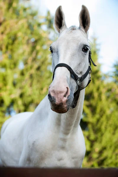 Rasowy szary portret konia na tle zielonych liści — Zdjęcie stockowe