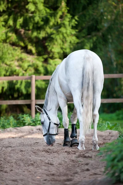 Cavallo grigio che riposa dopo l'allenamento sportivo in assedio al ranch — Foto Stock