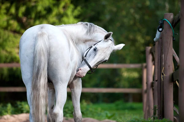 Cheval gris au repos après l'entraînement sportif — Photo