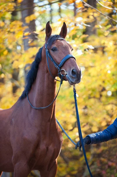 Thoroughbred kastanje paard portret op herfst bladeren achtergrond — Stockfoto