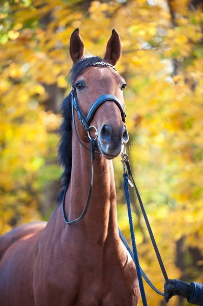 Καθαρόαιμο άλογο καστανιάς πορτρέτο σε φύλλα του φθινοπώρου — Φωτογραφία Αρχείου
