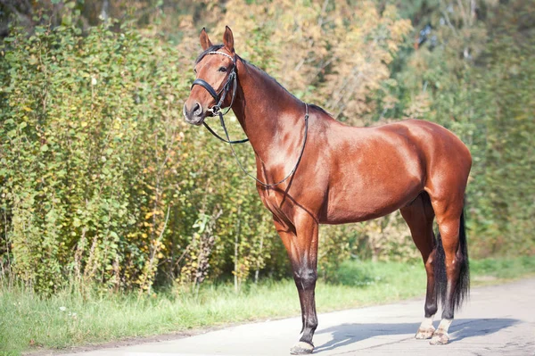 Πορτρέτο της χαριτωμένη άλογο καστανιάς στέκεται — Φωτογραφία Αρχείου