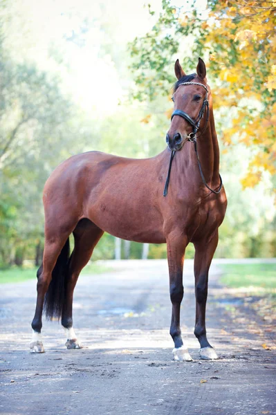 Πορτρέτο χαριτωμένο άλογο καστανιάς κοιτάζοντας μακριά — Φωτογραφία Αρχείου