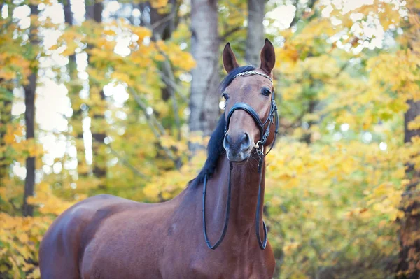 Ritratto di grazioso cavallo di castagno in piedi — Foto Stock