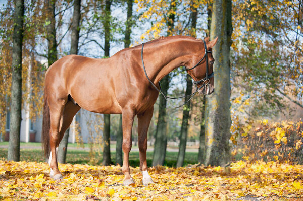Portrait of graceful red horse standing