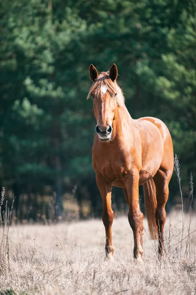 緑の草原での赤い馬の放牧の肖像画のカメラを探している フィルター付き夏色屋外垂直画像 ストック画像