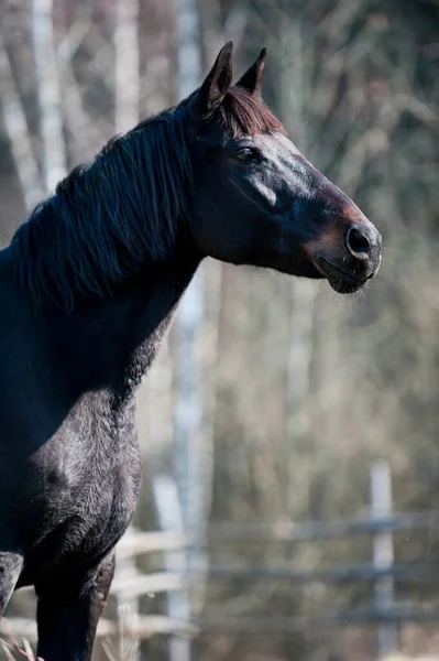 秋に牧場で優雅なサラブレッドの黒い馬の肖像 フィルター付き秋の季節に多色の垂直屋外画像 — ストック写真