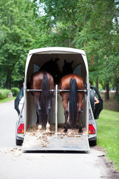 Two chestnut horses standing in trailer waiting for competition. Summertime outdoors vertical image. View from backside