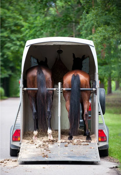 Dos Caballos Castaño Pie Remolque Esperando Competencia Verano Aire Libre Imagen De Stock