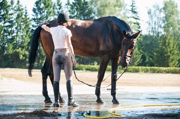 Jovem Adolescente Equestre Limpando Seu Cavalo Castanho Com Escova Após Fotos De Bancos De Imagens