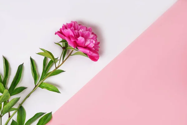 İki tonlu, beyaz ve pembe arka planda şakayık çiçeği. Yaratıcı fikrin için arka plan