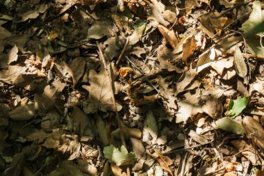 Doğal desen. Eski kahverengi yapraklar. Sonbahar arkaplanı