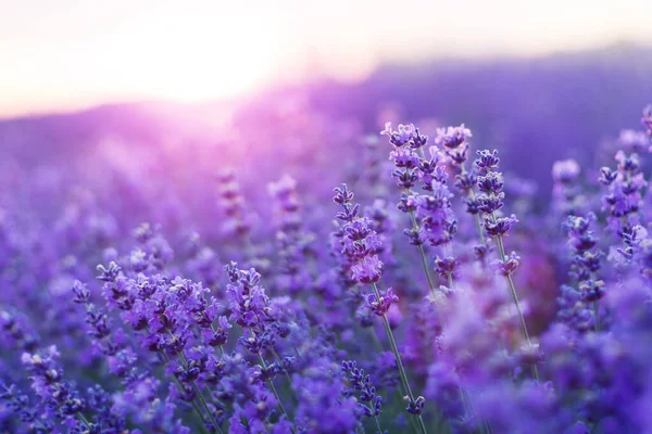 Suddiga Naturscener Lavendel Blommor Vacker Natur Fält Scen Solljus Lavendel — Stockfoto