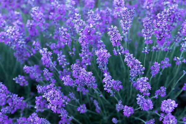 Lavendel Blommor Ovanifrån Lavendel Blomma Bakgrund Naturligt Mönster — Stockfoto