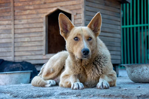 Homeless dogs in an animal shelter